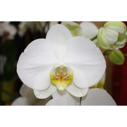 orchidee blanche infinity candles drome.jpg