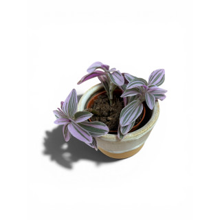 Cache-pot accompagné de sa plante