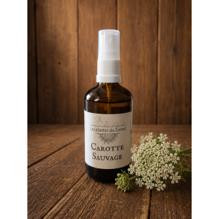 Hydrolat de Carotte sauvage