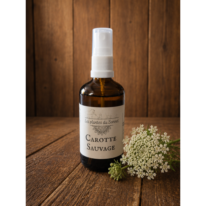 Hydrolat de Carotte sauvage