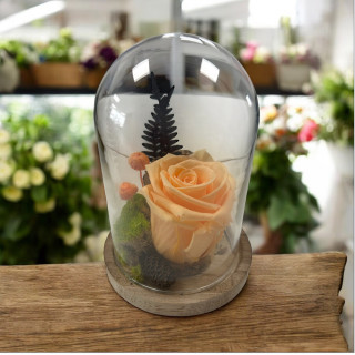 Jardin secret avec une rose orange stabilisée