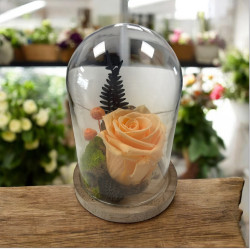 Jardin secret avec une rose orange stabilisée
